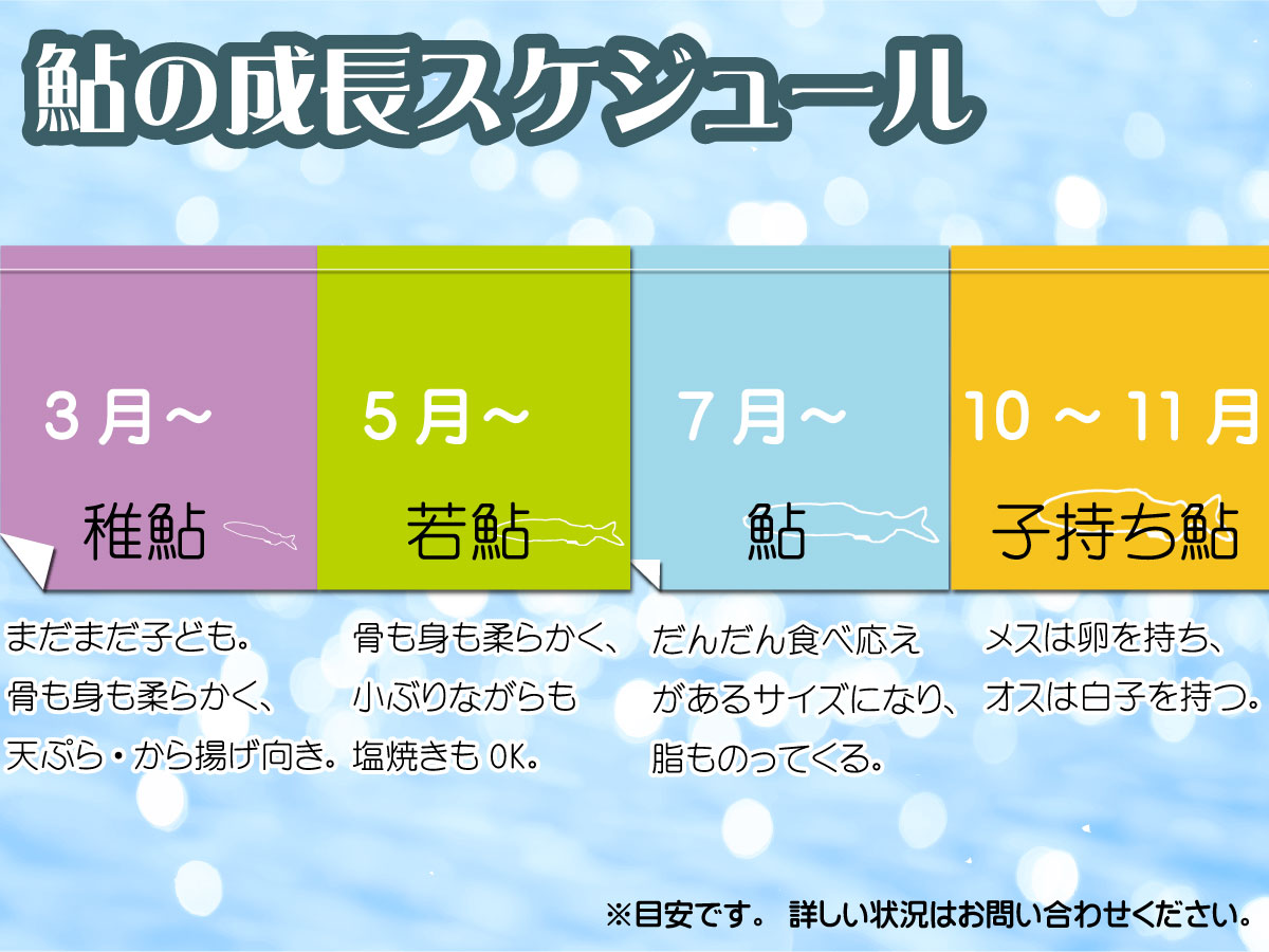 鮎の成長スケジュール